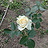 A rose
