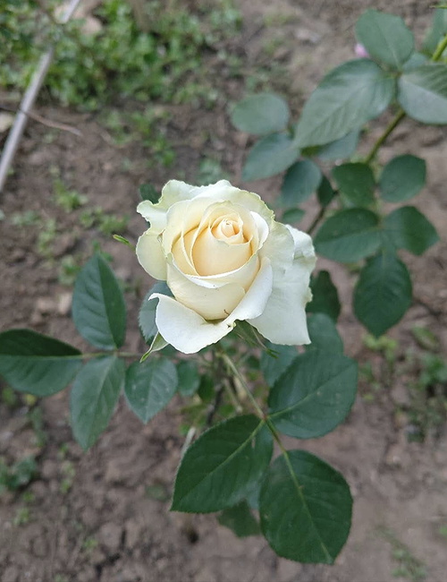 A rose