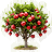 Pomegranate tree