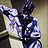 Pucci/Whitesnake