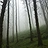 Haunted Forest