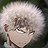 MHA GC