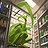 Lab Grown Mantis
