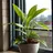 The Plant at School