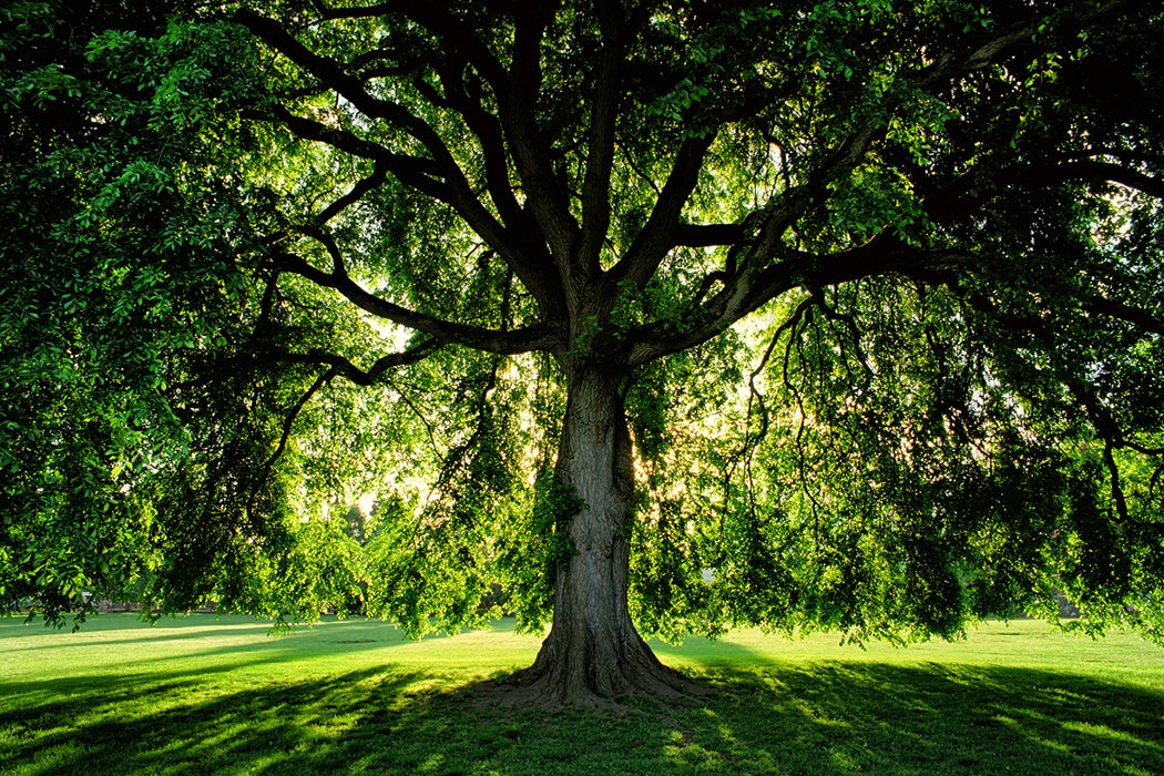 Willow