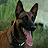 CX404 "Dogmeat"