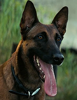 CX404 "Dogmeat"